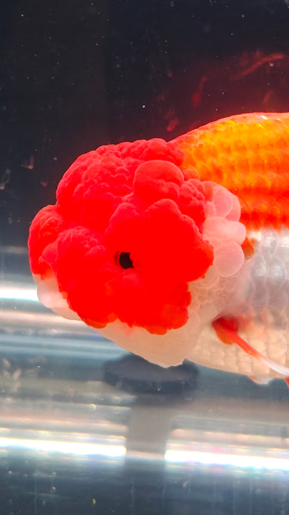 Big Jelly Clown Face Red White LIONCHU 5in Female