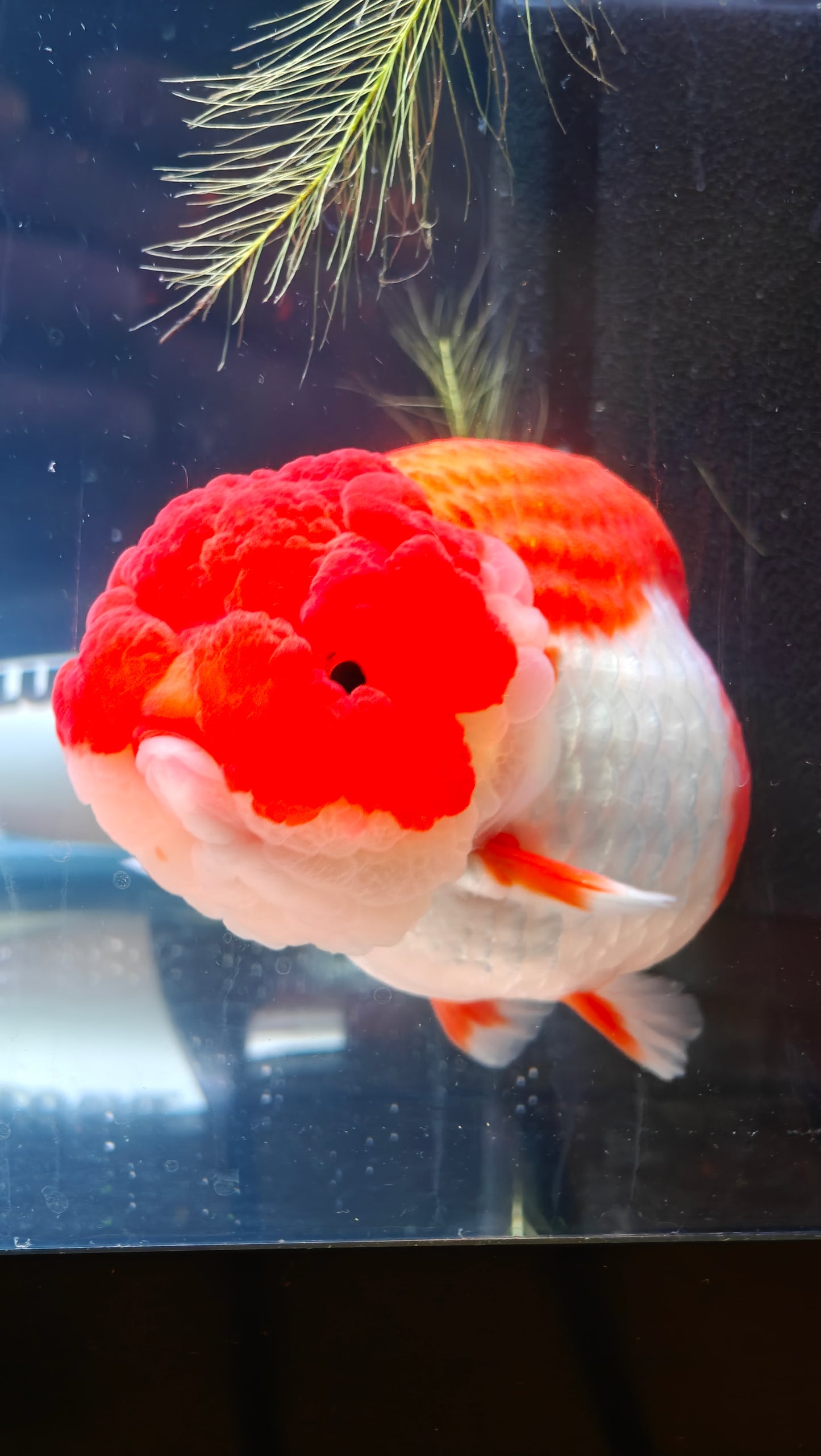 Big Jelly Clown Face Red White LIONCHU 5in Female