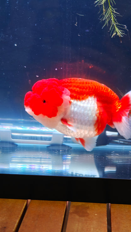 Big Jelly Clown Face Red White LIONCHU 5in Female