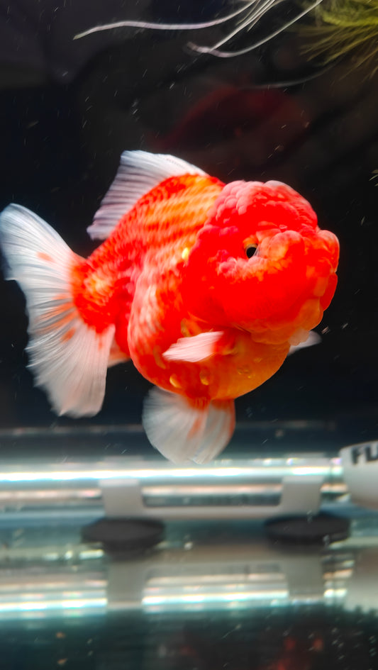 Red SHOGUN Signature ORANDA 4in Female