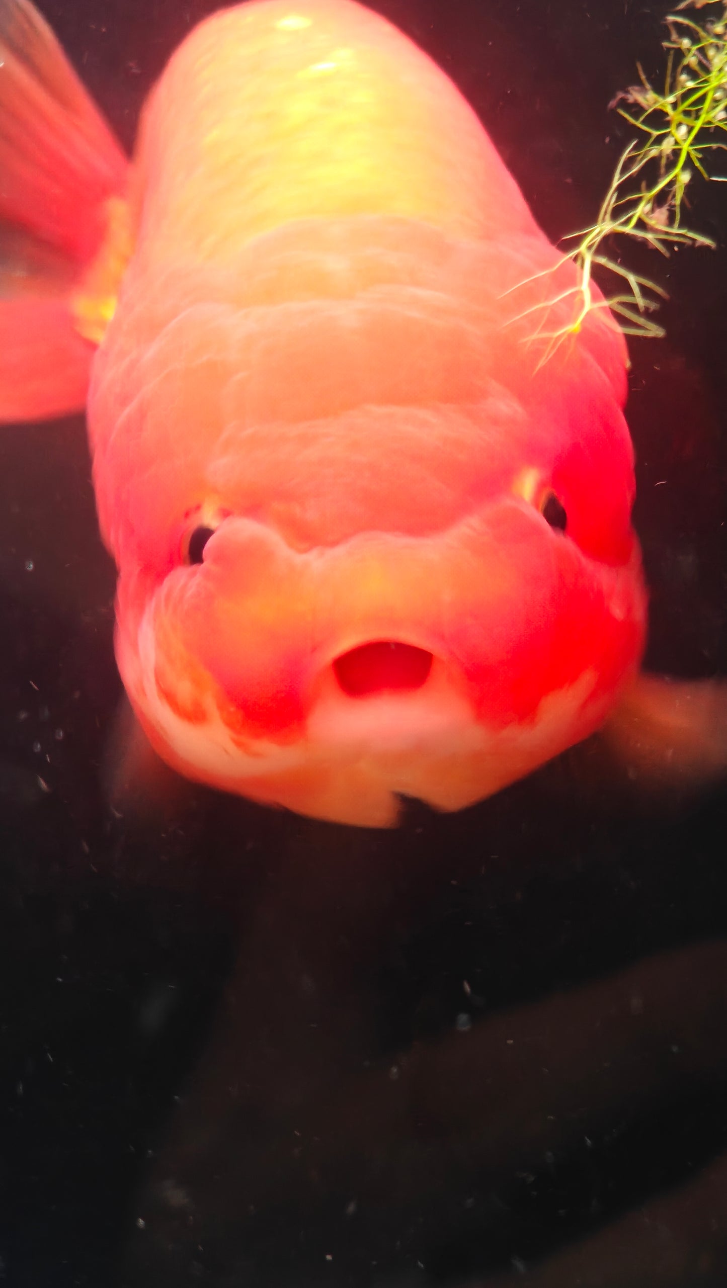 Super Red LIONCHU 4.25in Female