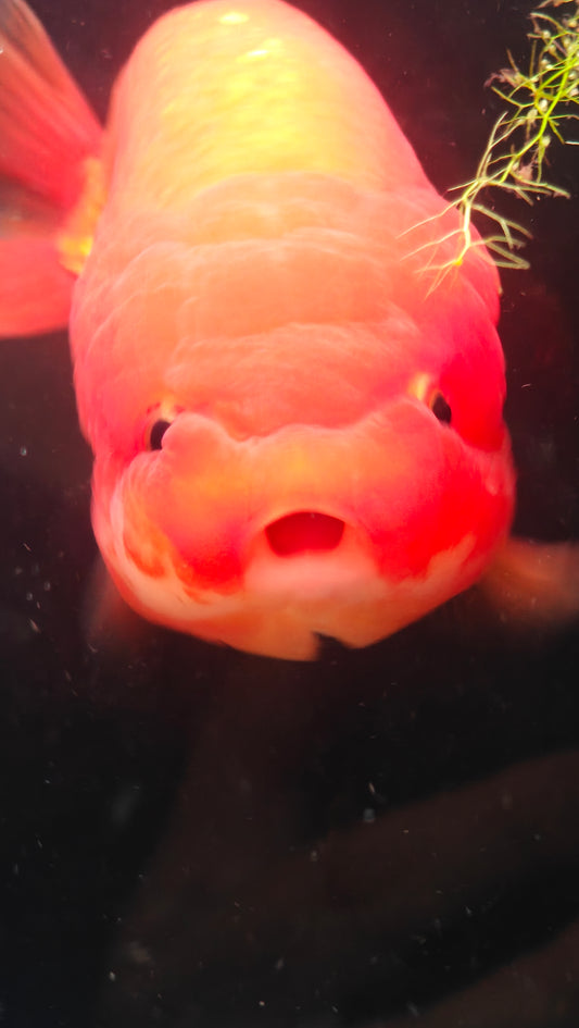 Super Red LIONCHU 4.25in Female