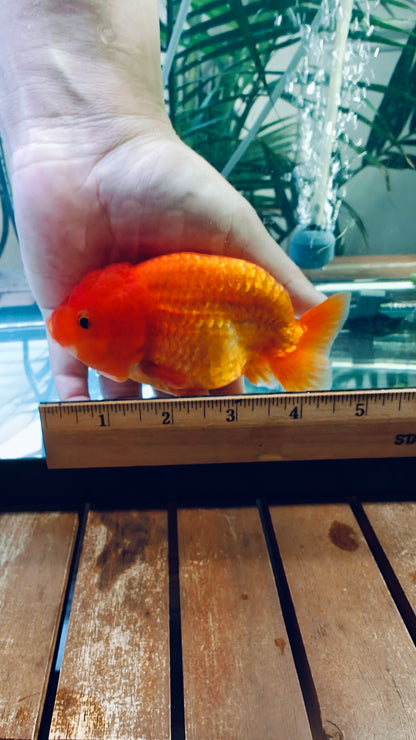 Super Red LIONCHU 4.25in Female