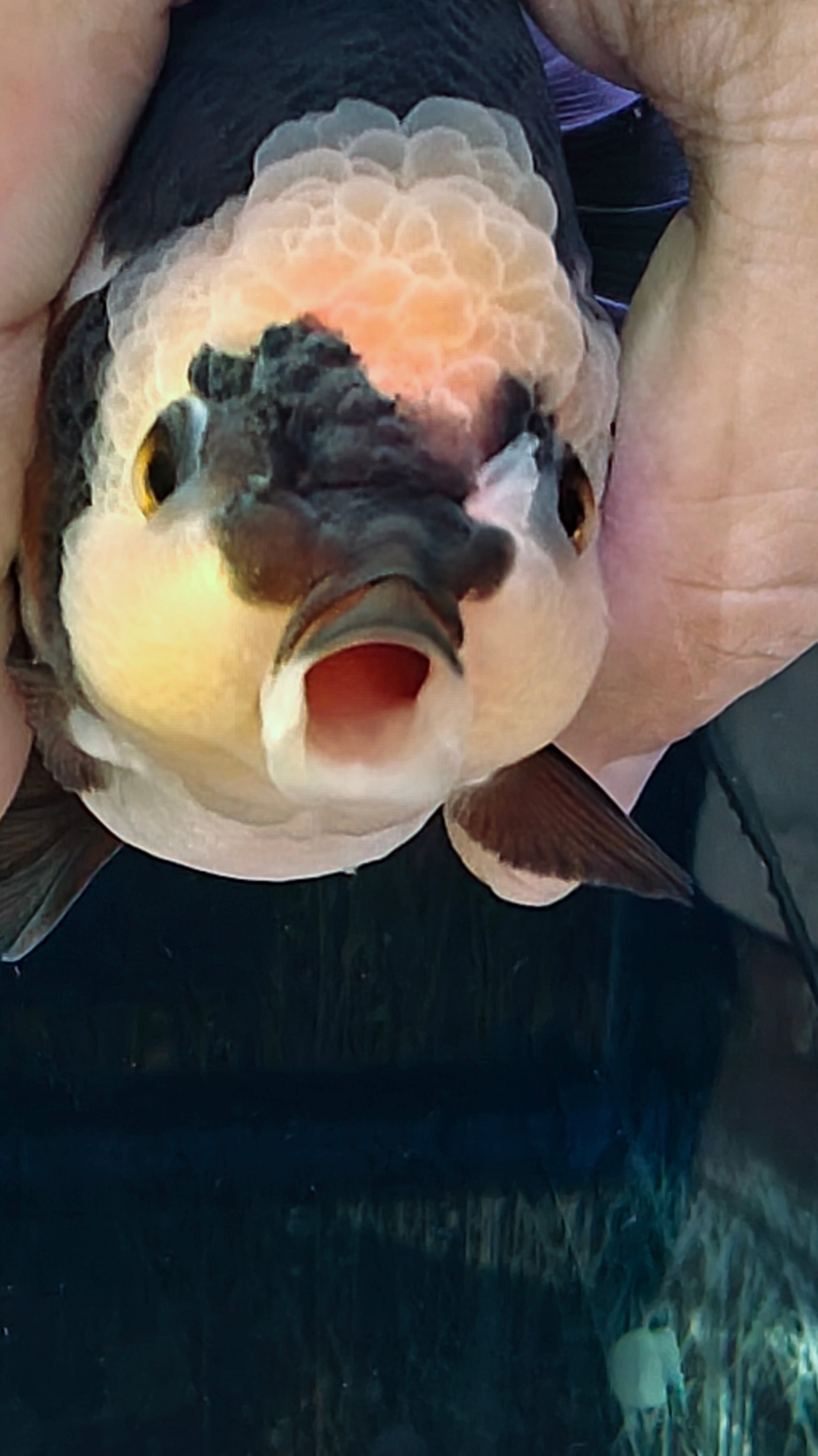 Lemon Head PANDA YUANBAO ORANDA Male 3in – Tsugi Goldfish