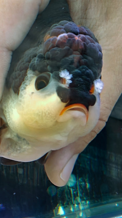 Red Lips Pom-Pom PANDA YUANBAO ORANDA Male 4.5in