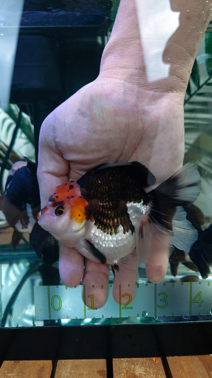 Red Cap PANDA YUANBAO ORANDA Male 4.5in