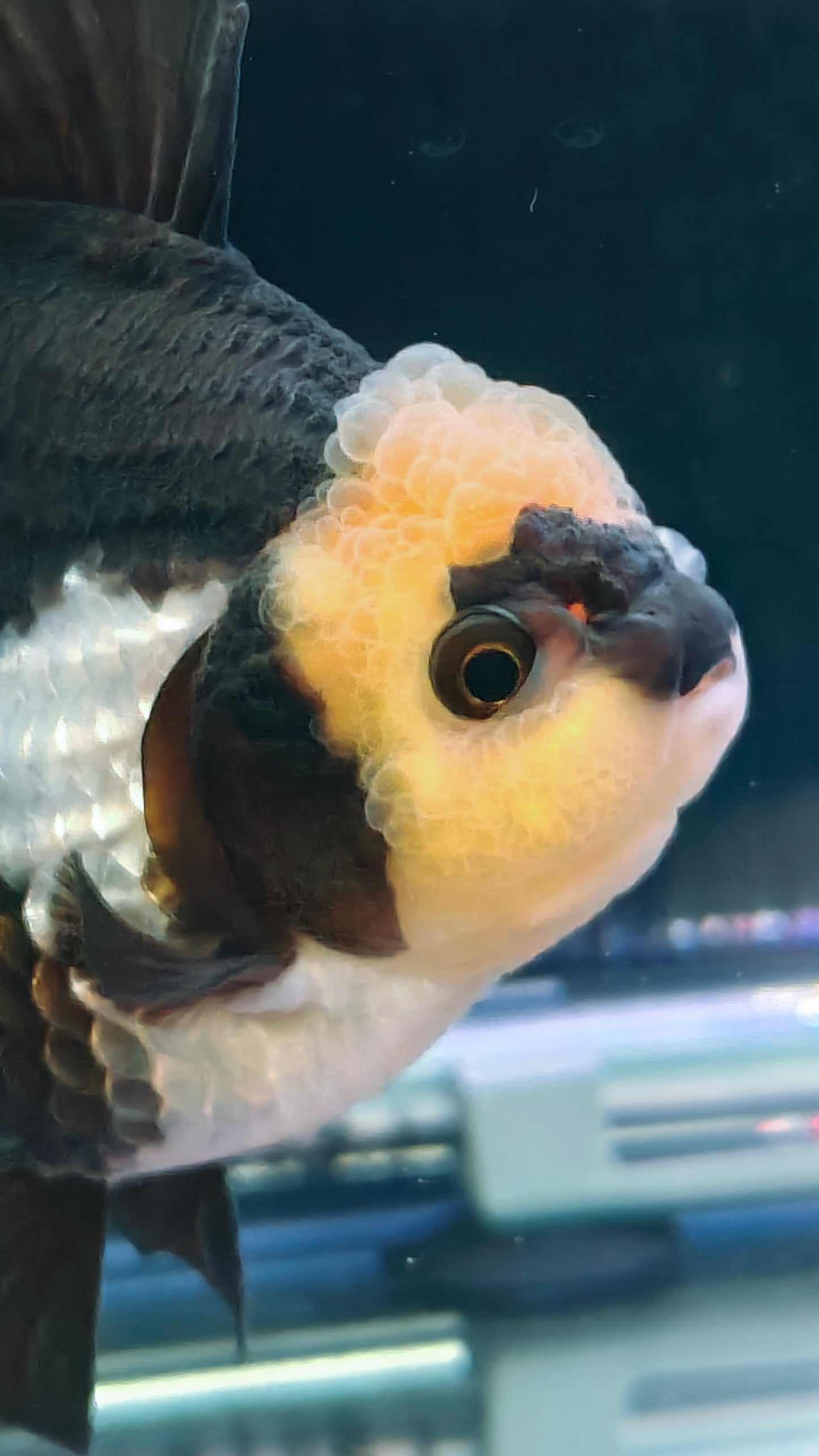 Lemon Head PANDA YUANBAO ORANDA Male 4.5in