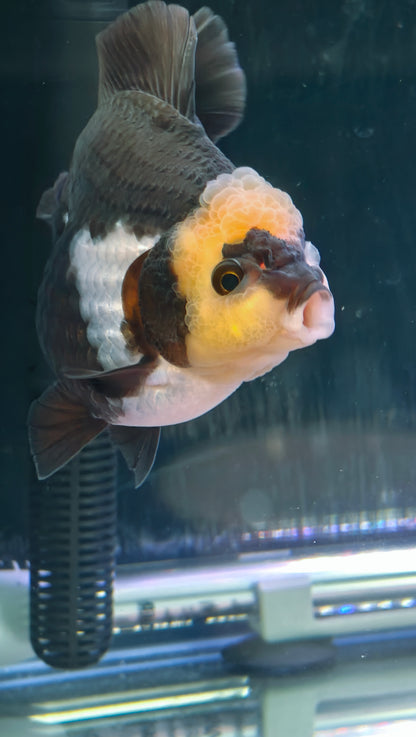 Lemon Head PANDA YUANBAO ORANDA Male 4.5in