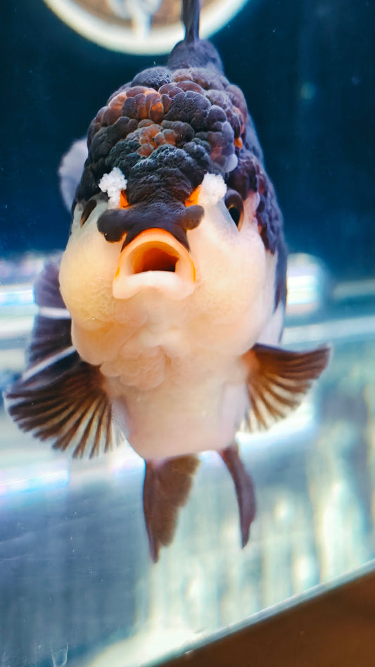 Red Lips Pom-Pom PANDA YUANBAO ORANDA Male 4.5in