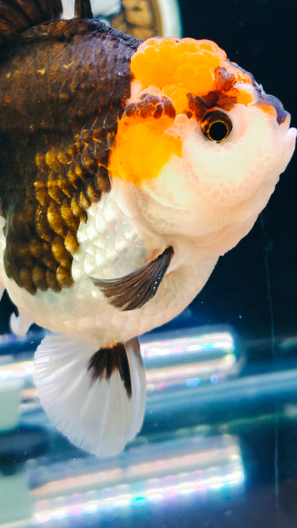 Red Cap PANDA YUANBAO ORANDA Male 4.5in