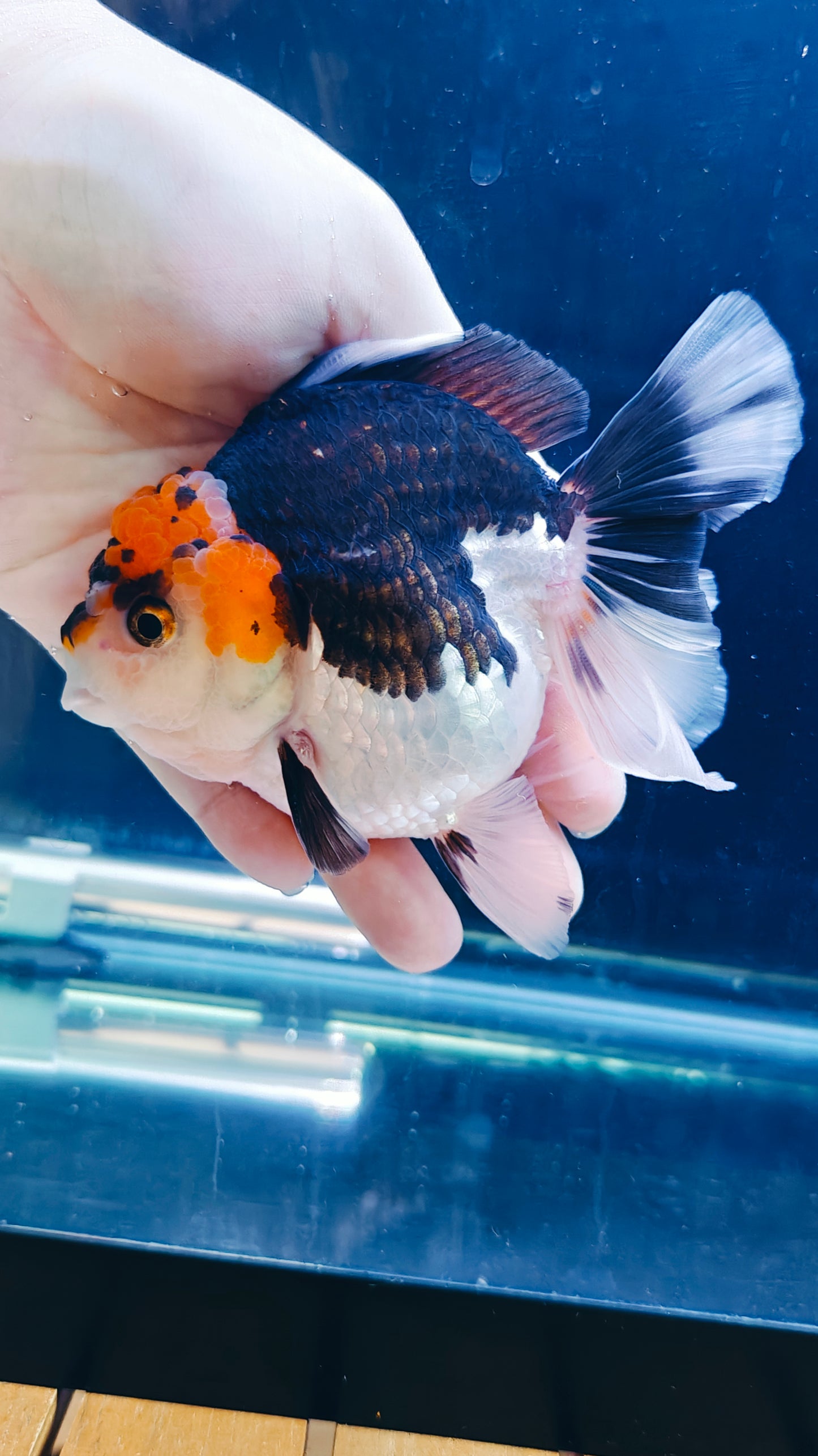 Red Cap PANDA YUANBAO ORANDA Male 4.5in