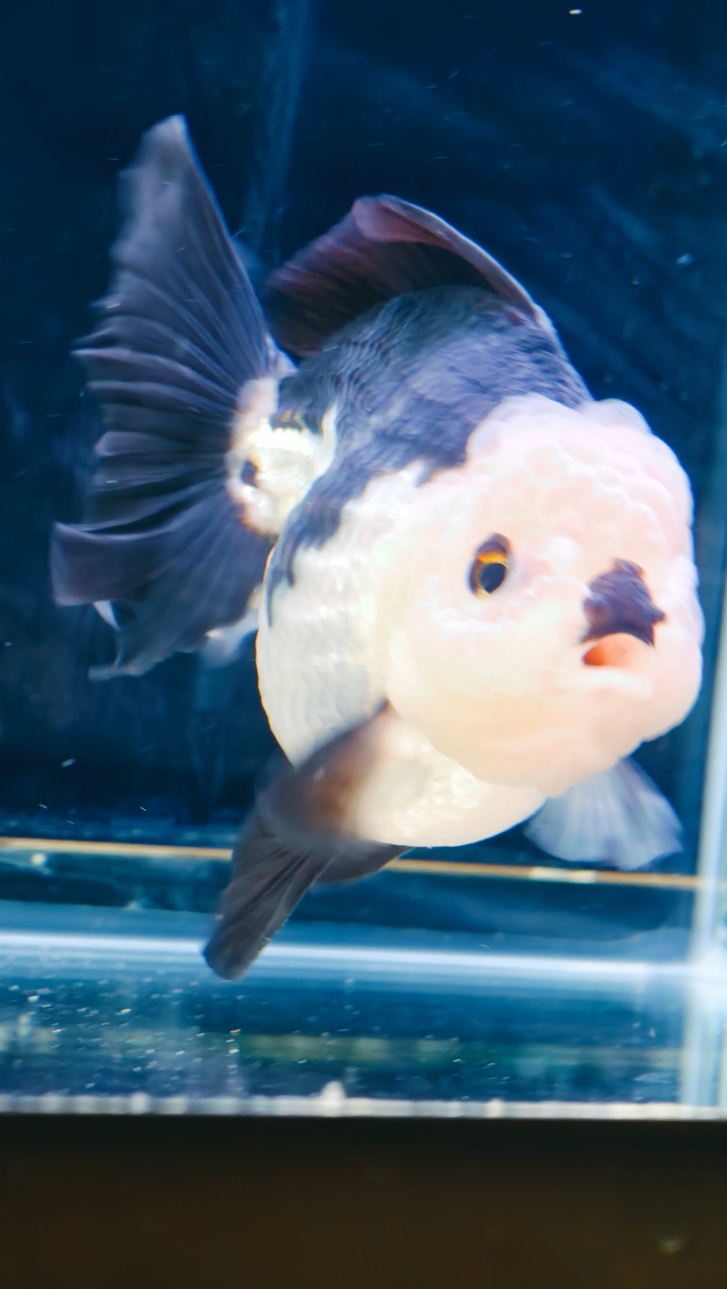 Black Lips PANDA YUANBAO ORANDA Male 4.5in