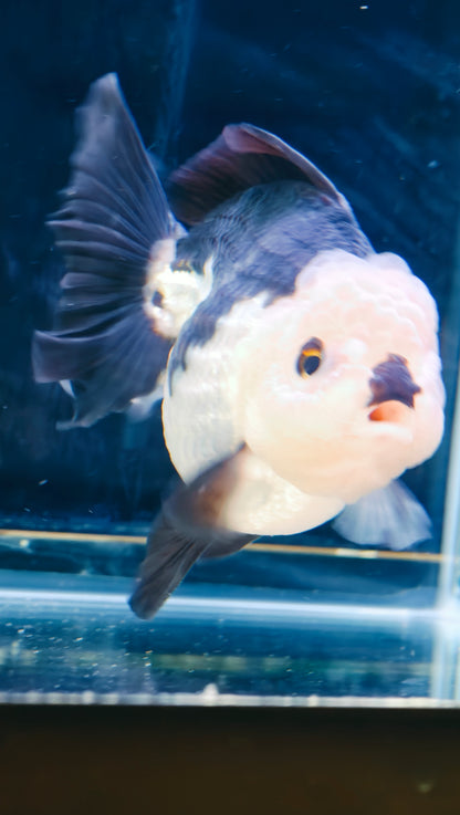 Black Lips PANDA YUANBAO ORANDA Male 4.5in