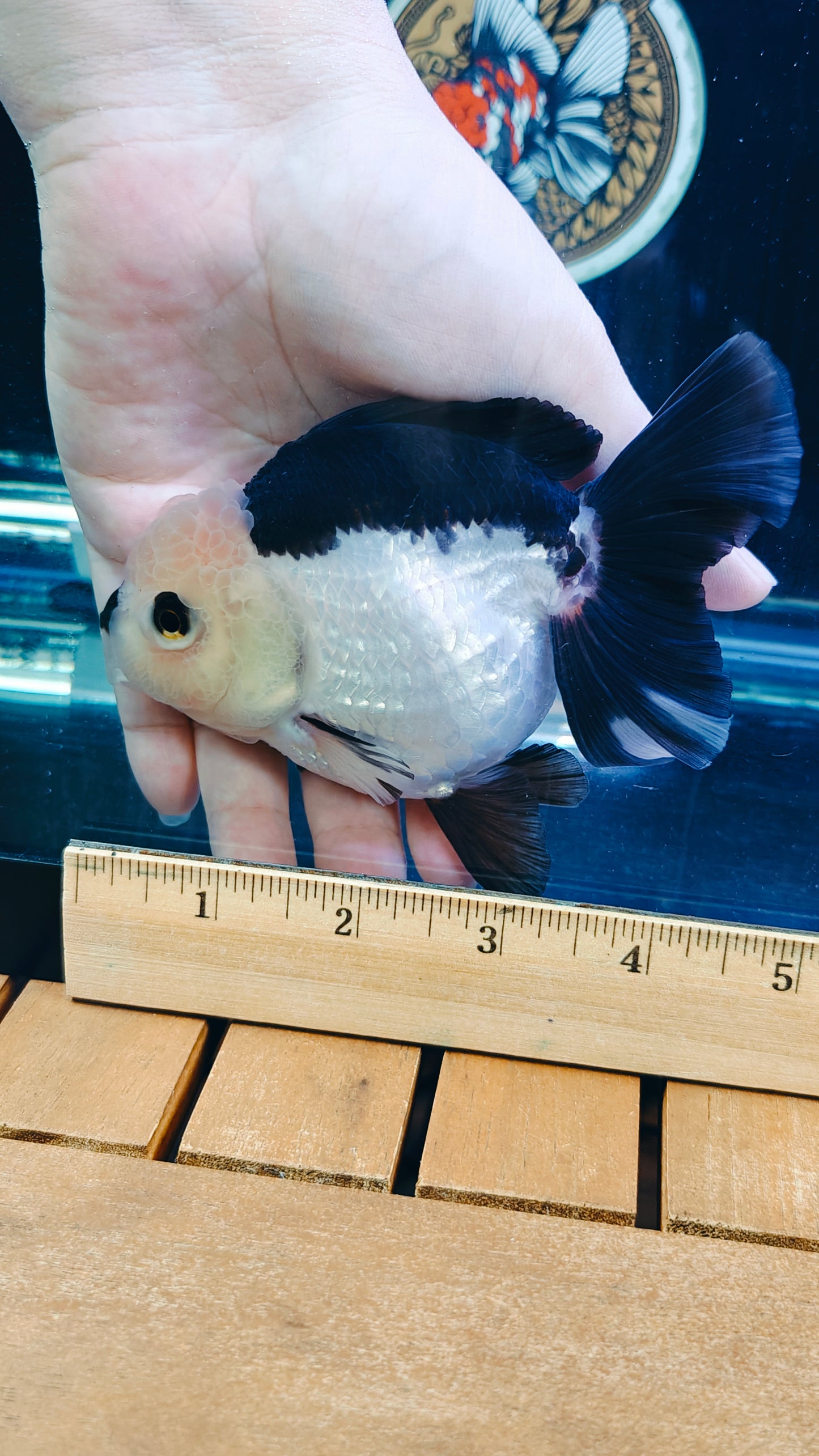 Black Lips PANDA YUANBAO ORANDA Male 4.5in