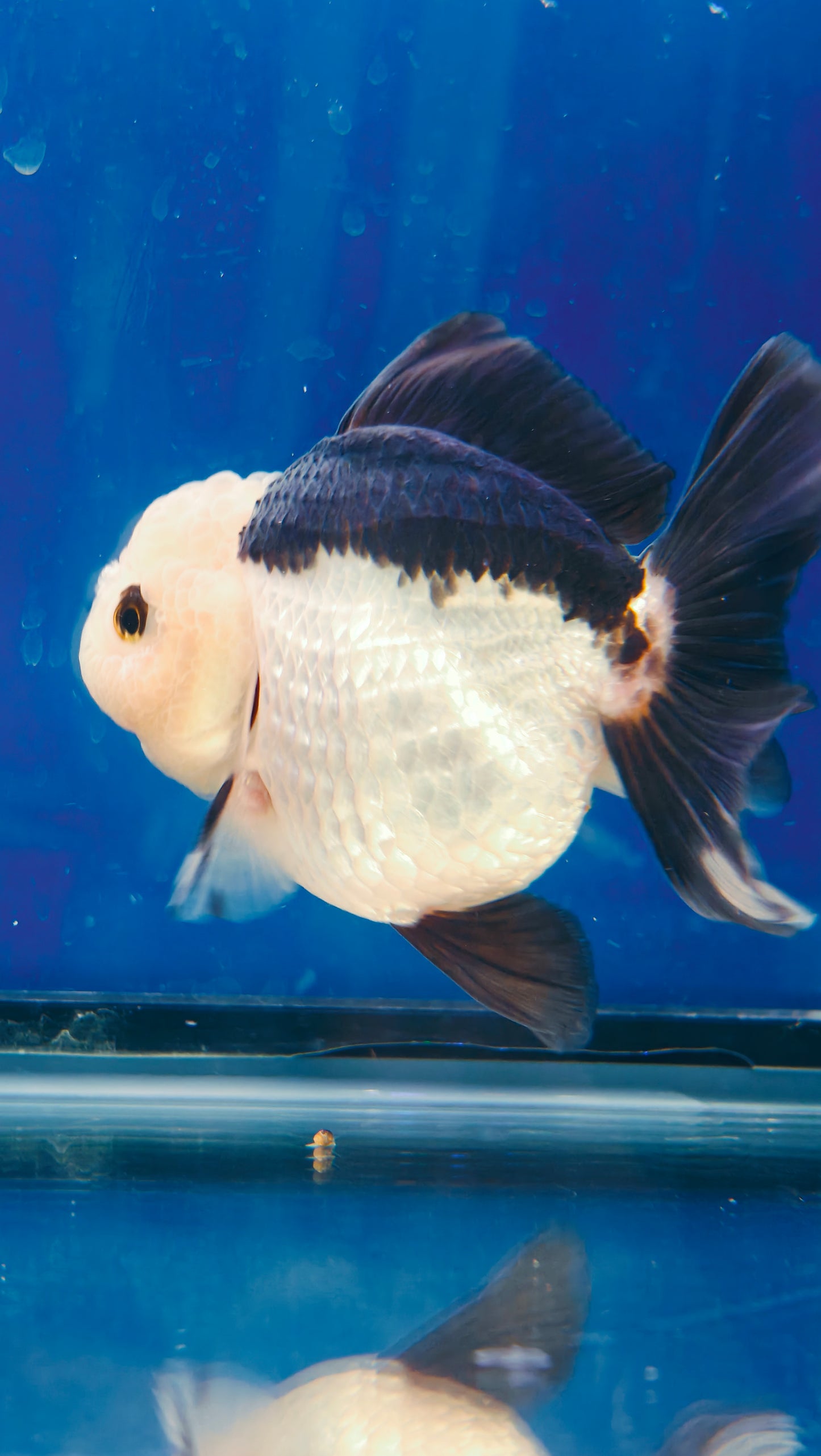 Black Lips PANDA YUANBAO ORANDA Male 4.5in