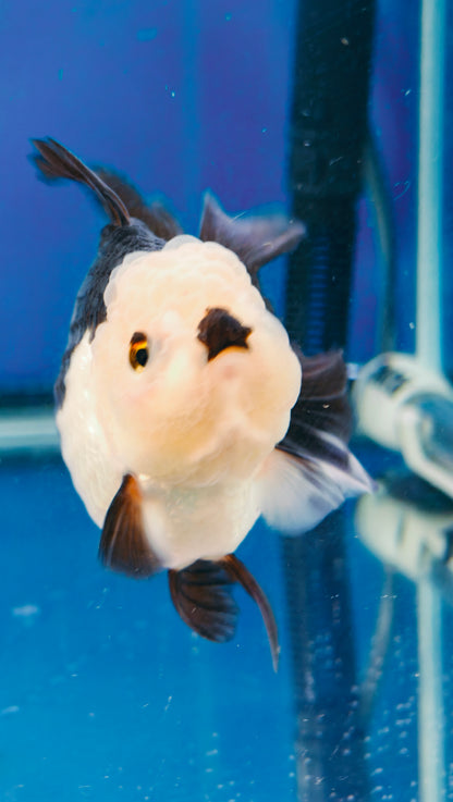 Black Lips PANDA YUANBAO ORANDA Male 4.5in