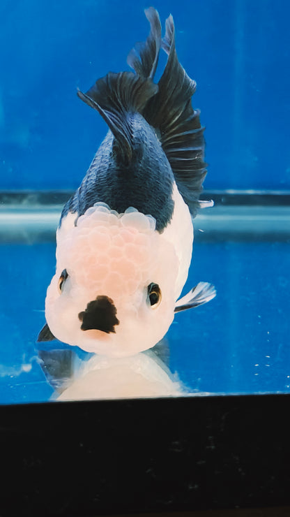 Black Lips PANDA YUANBAO ORANDA Male 4.5in