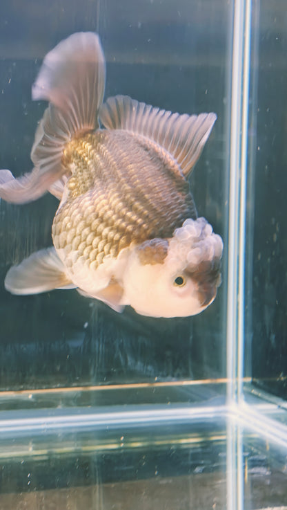 Black Mask PANDA YUANBAO ORANDA Male 4.5in