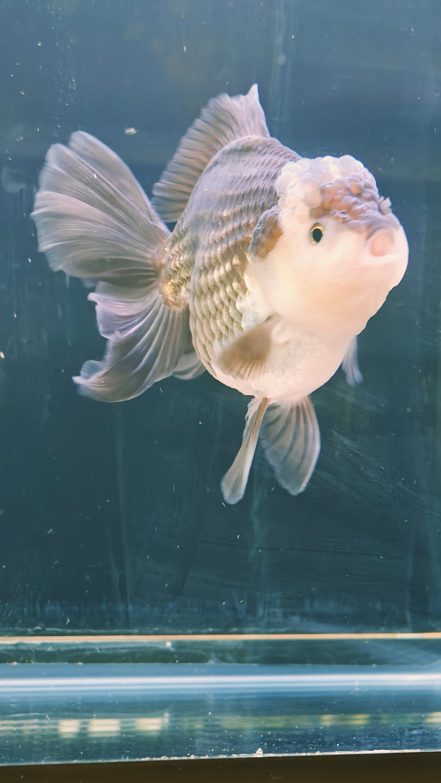 Black Mask PANDA YUANBAO ORANDA Male 4.5in