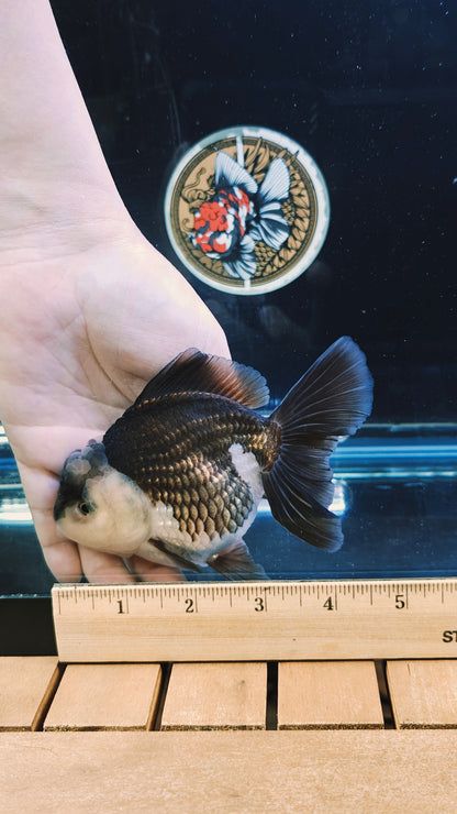 Black Mask PANDA YUANBAO ORANDA Male 4.5in