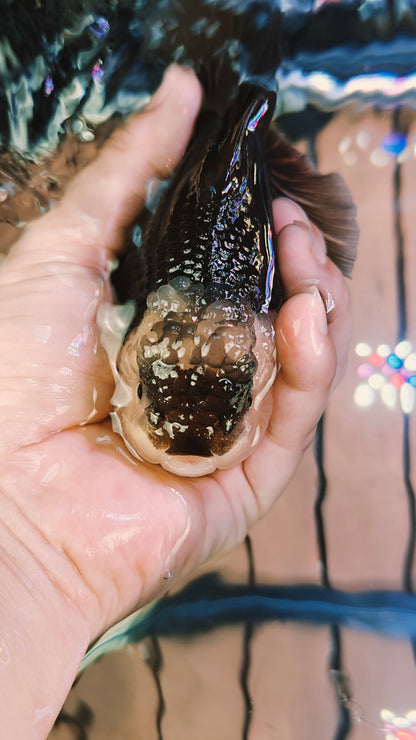 Black Mask PANDA YUANBAO ORANDA Male 4.5in