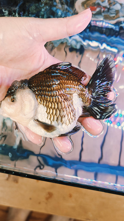 Black Mask PANDA YUANBAO ORANDA Male 4.5in