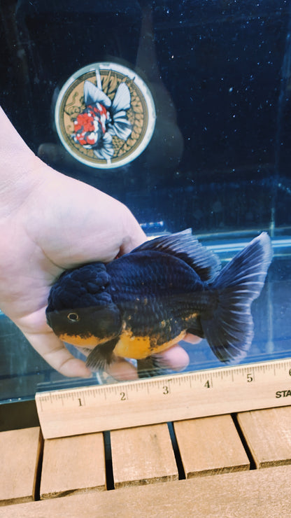 Apache SHOGUN YUANBAO ORANDA Male 5in