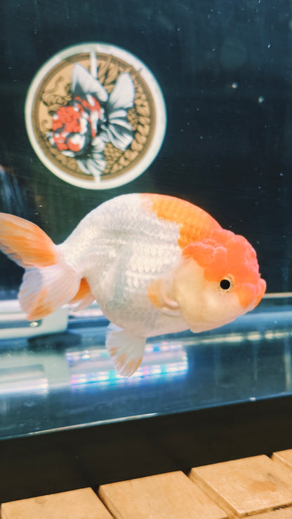 Big Jelly Red White LIONCHU 4.75in Male