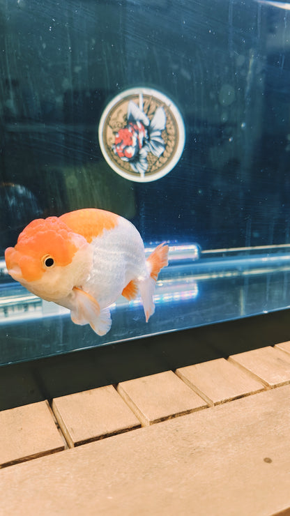 Big Jelly Red White LIONCHU 4.75in Male