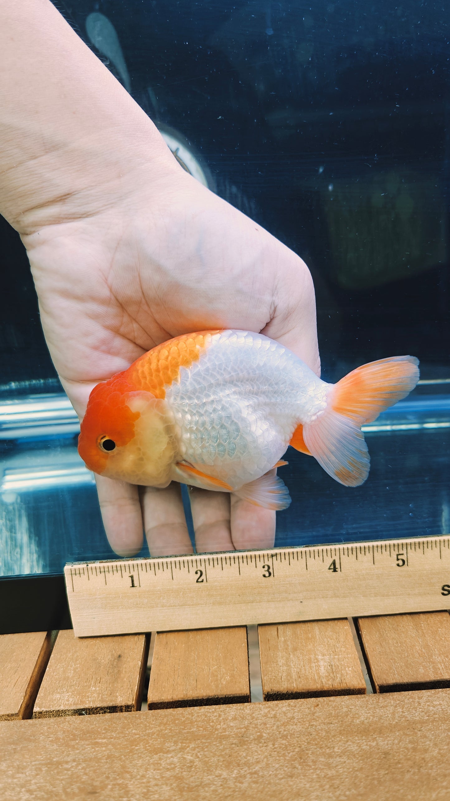 Big Jelly Red White LIONCHU 4.75in Male