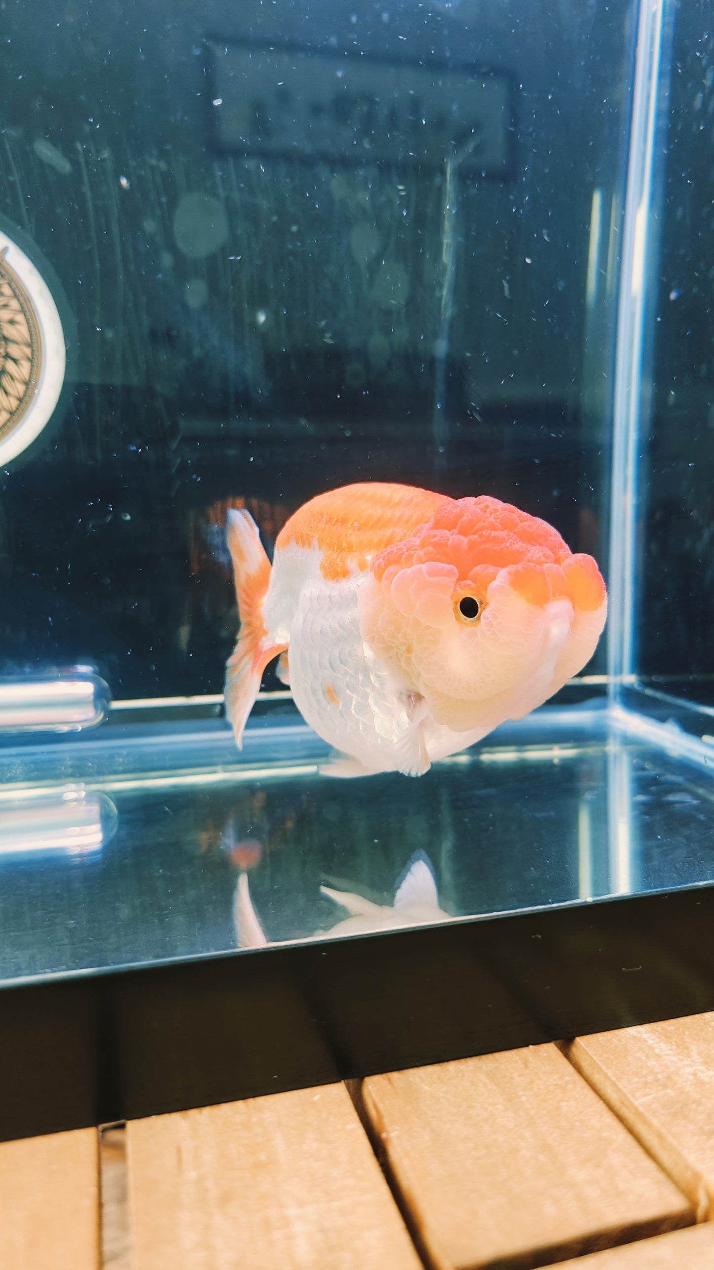 Big Jelly Red White LIONCHU 5in Male