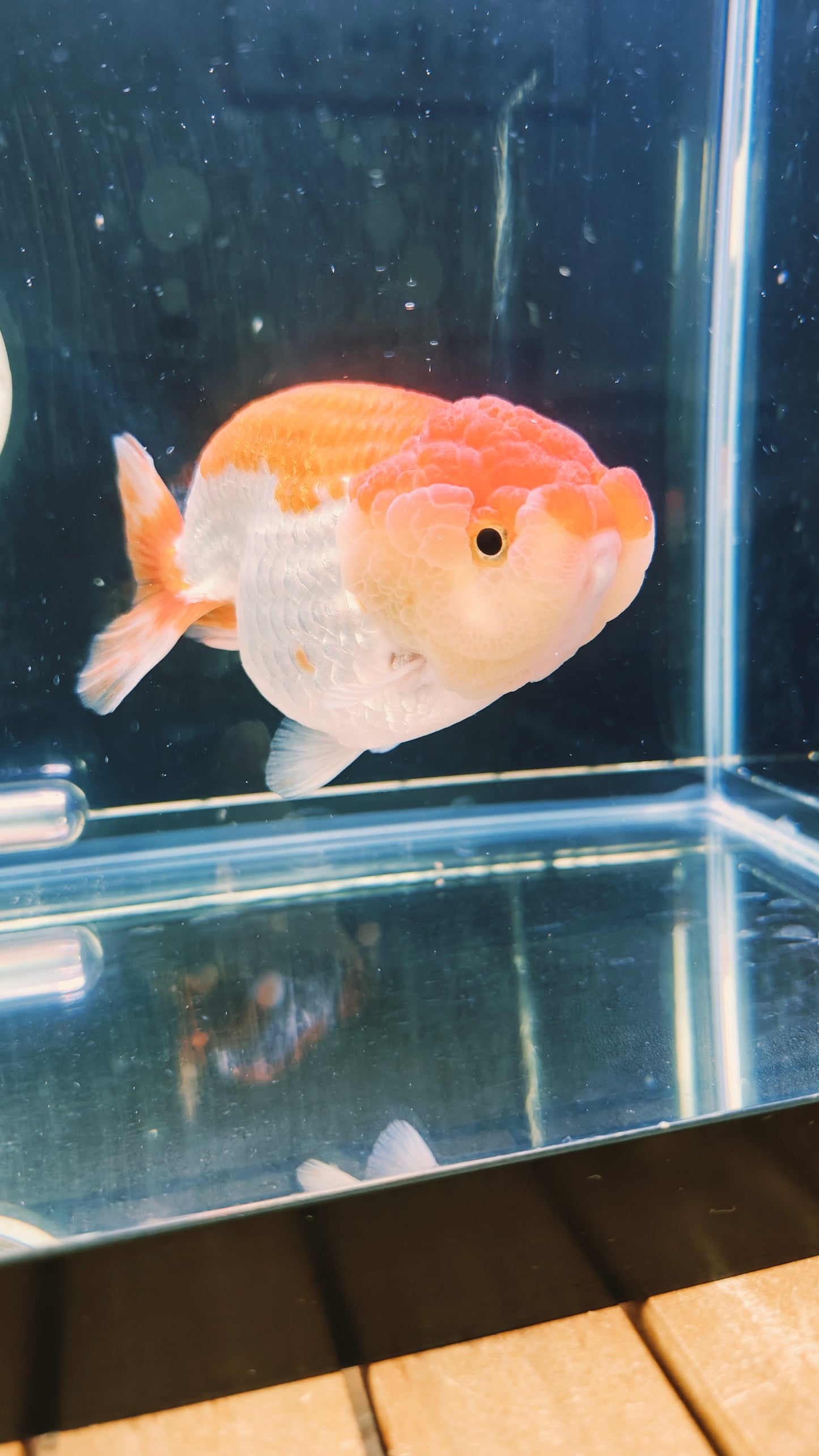 Big Jelly Red White LIONCHU 5in Male