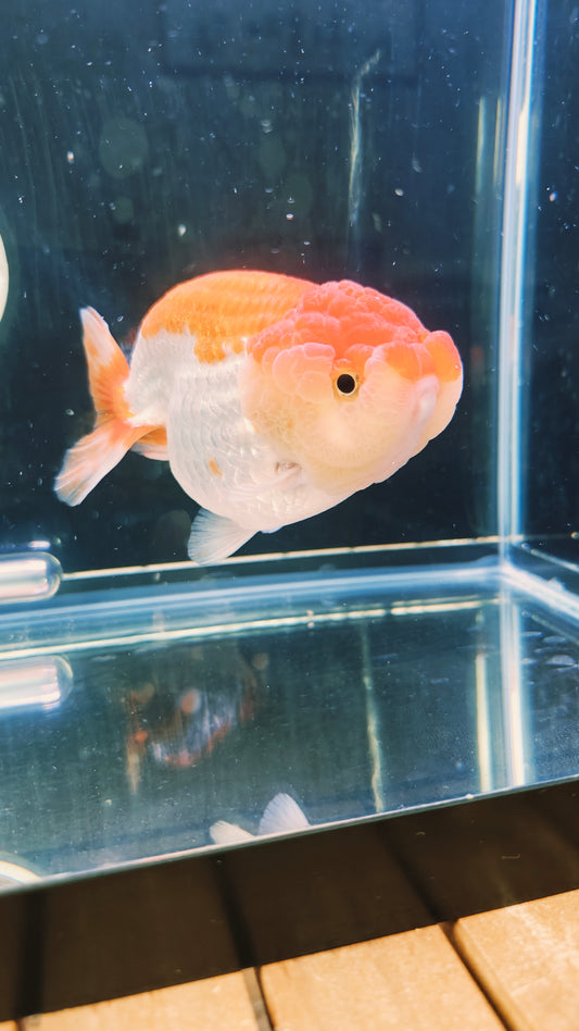 Big Jelly Red White LIONCHU 5in Male