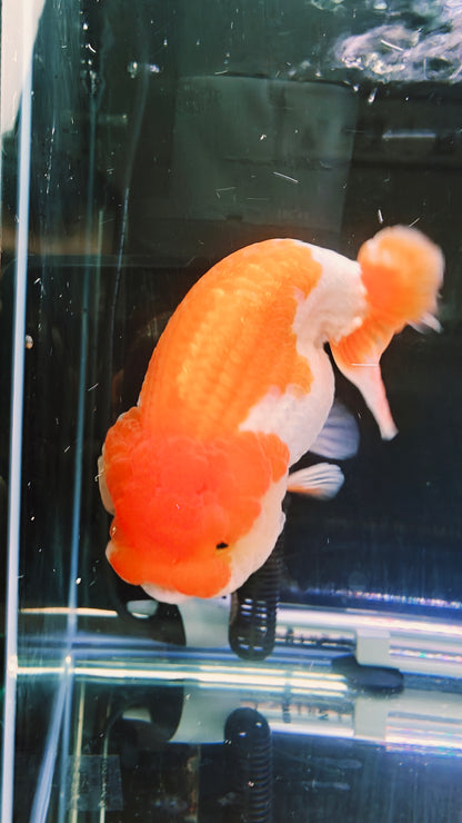 Big Jelly Red White LIONCHU 5in Male