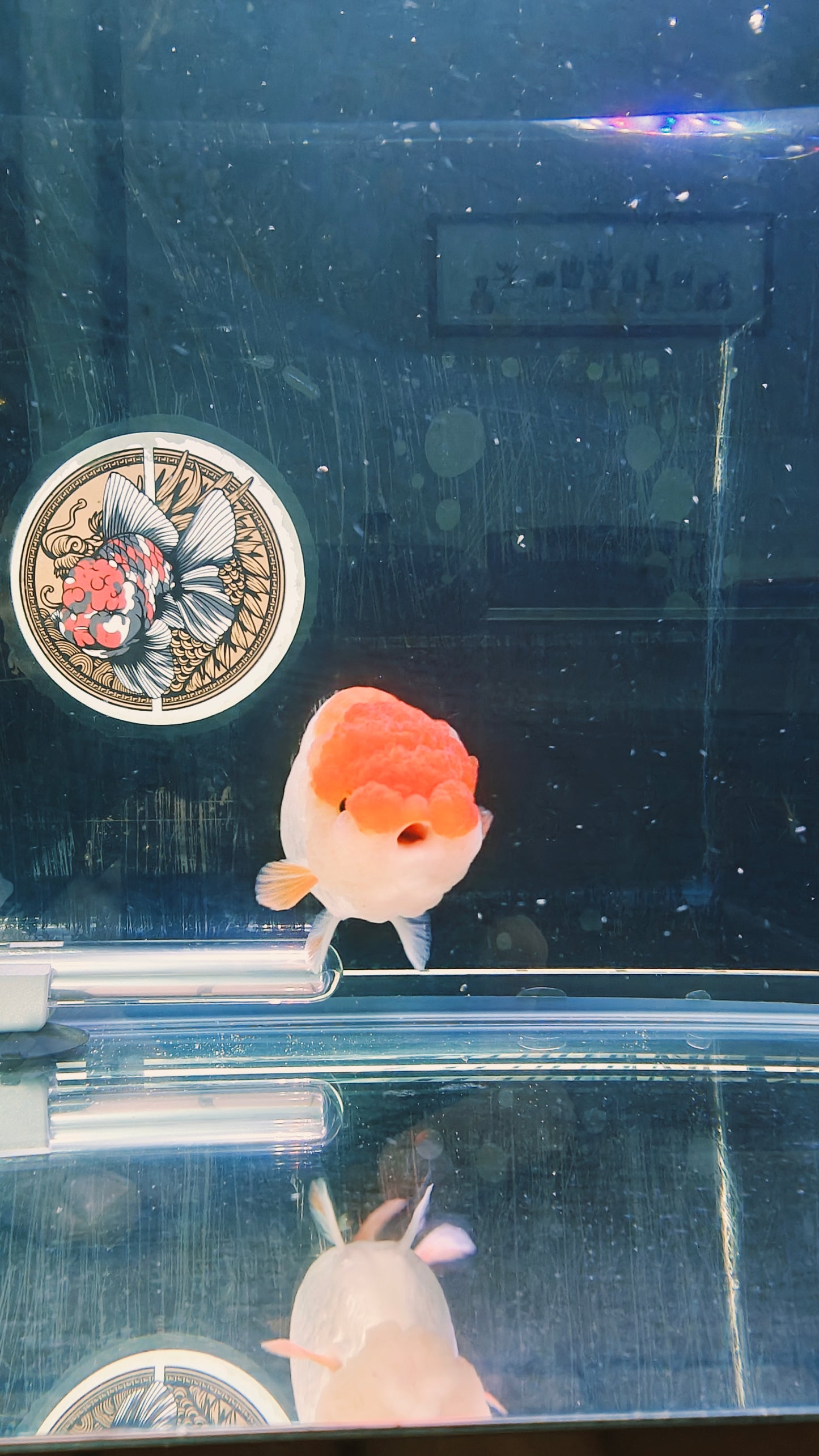 Big Jelly Red White LIONCHU 4.5in Female