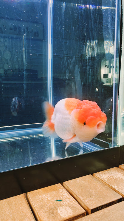 Big Jelly Red White LIONCHU 4.5in Female