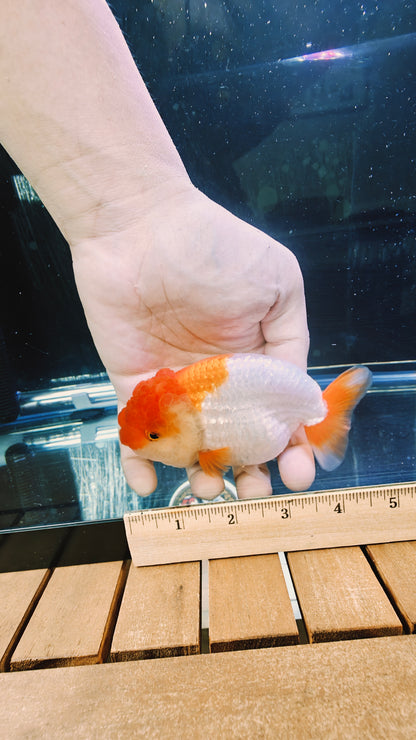 Big Jelly Red White LIONCHU 4.5in Female