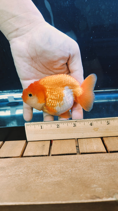 Big Jelly Red White LIONCHU 4.25in Male