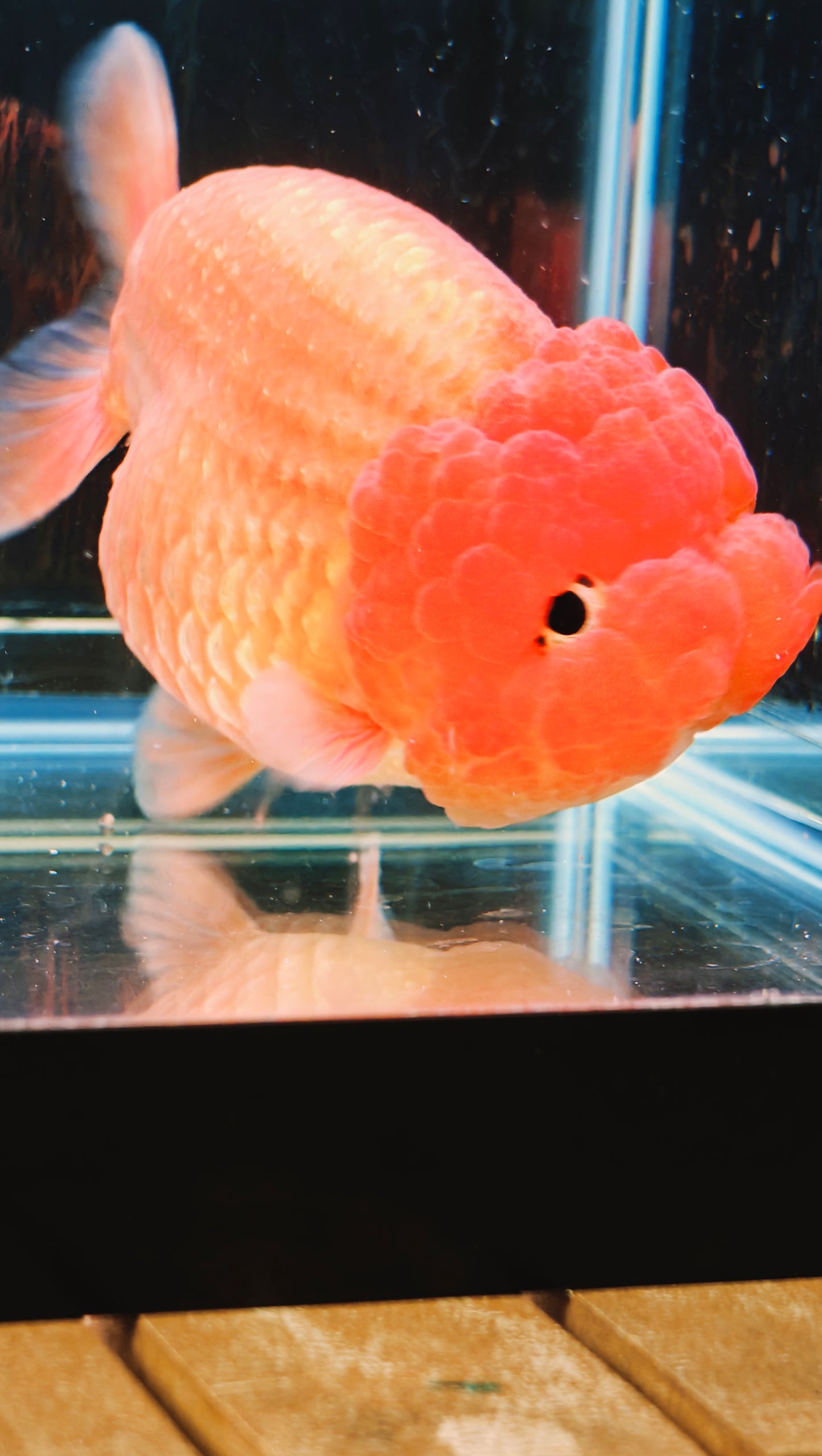 Super Red Big Jelly LIONCHU 4.5in Male