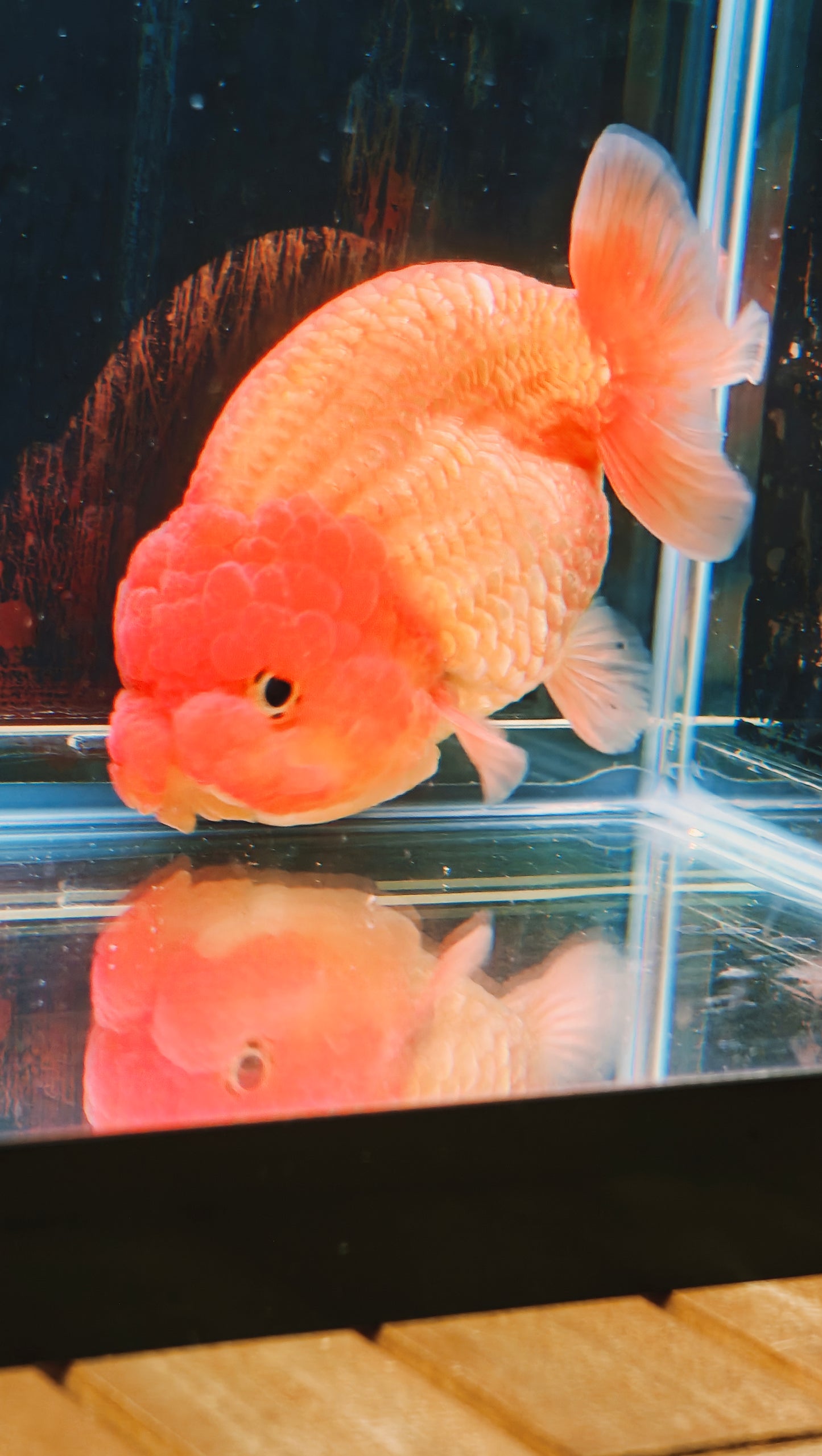 Super Red Big Jelly LIONCHU 4.5in Male