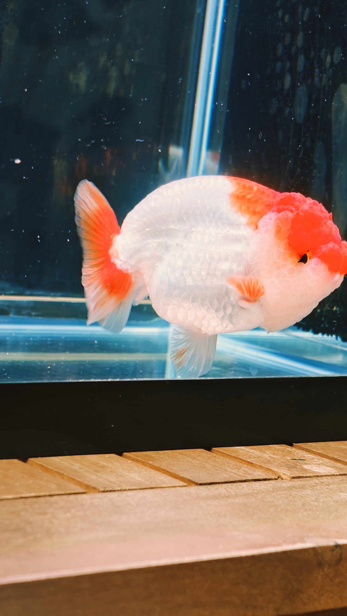 Big Jelly Red White LIONCHU 4.5in Female