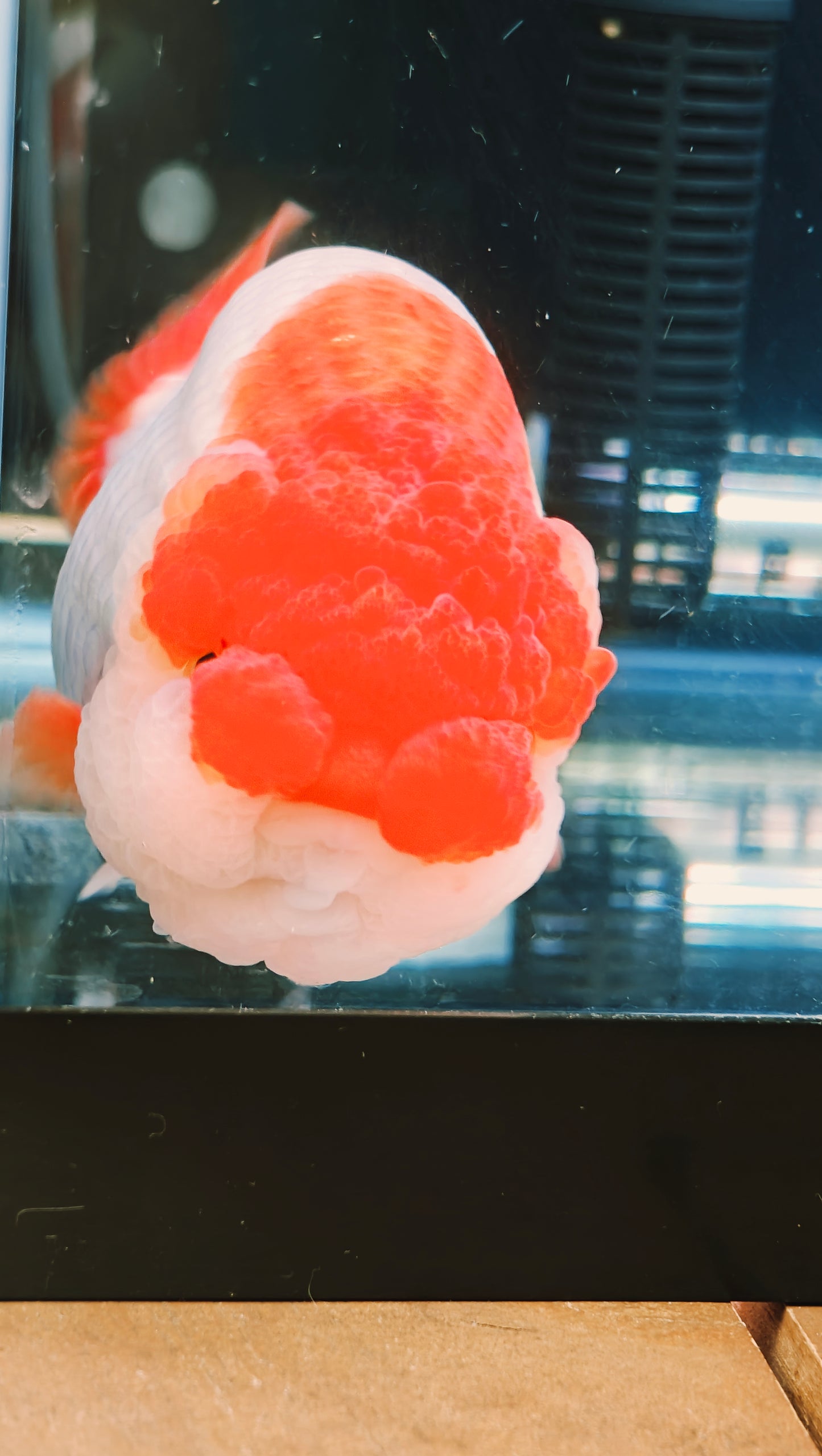 Big Jelly Red White LIONCHU 4.5in Female