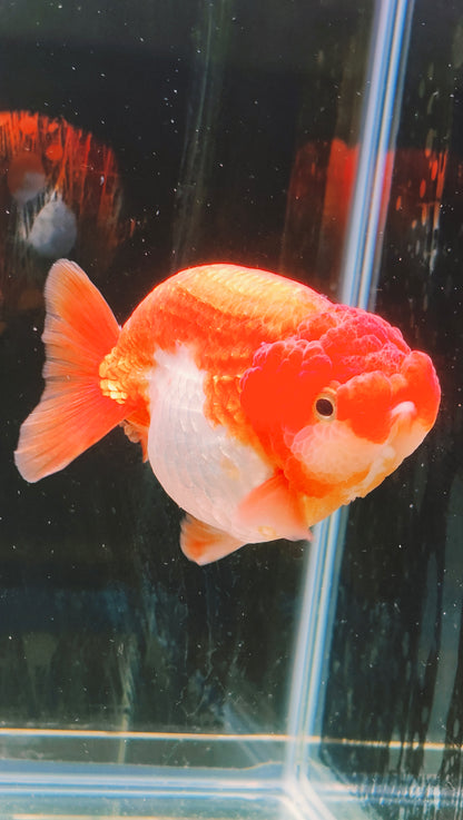 Big Jelly Red White LIONCHU 4.25in Male