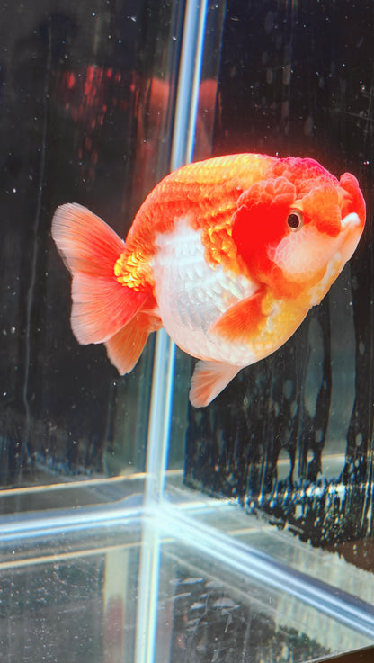 Big Jelly Red White LIONCHU 4.25in Male