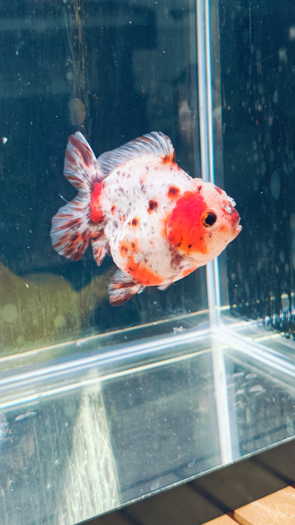 Calico SHOGUN Signature ORANDA 4in Male