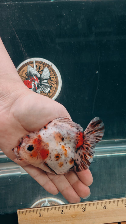 Calico SHOGUN Signature ORANDA 4in Male