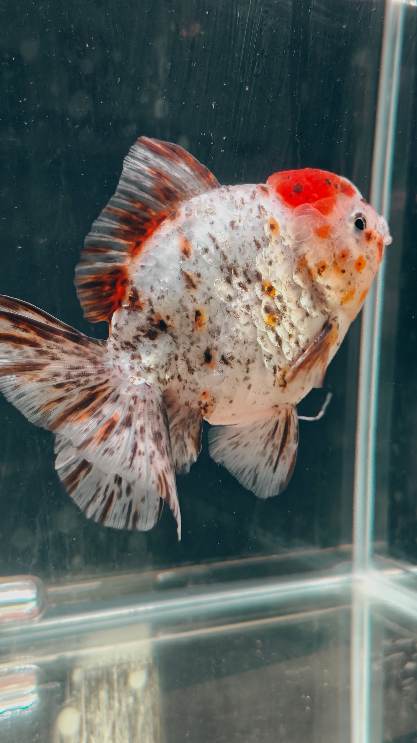 Calico SHOGUN Signature ORANDA 5in Male