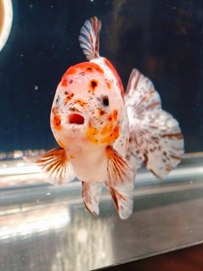 Calico SHOGUN Signature ORANDA 5in Male