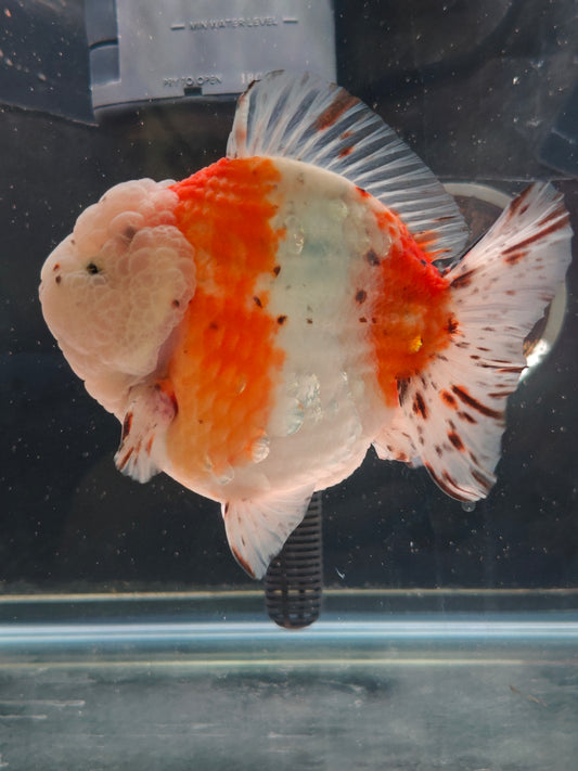 SHOGUN Godzilla Calico ORANDA Male 5.5in