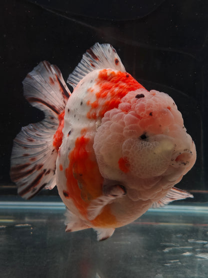 SHOGUN Godzilla Calico ORANDA Male 5.5in